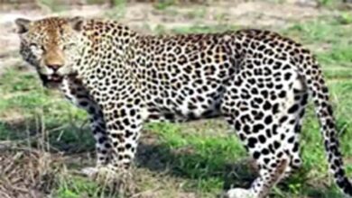 घर के आंगन