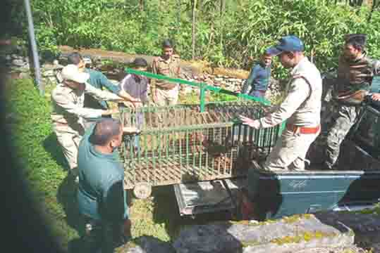 गुलदार और कुत्ते