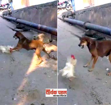 कुत्ते