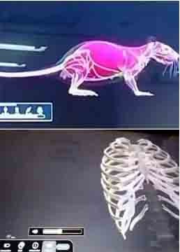3D कैडेवर