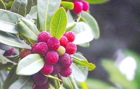 काफल