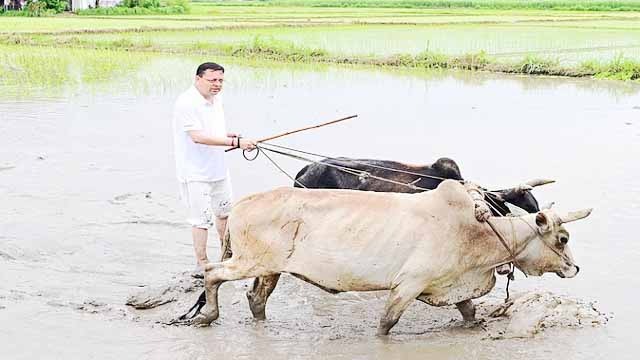 रोपाई