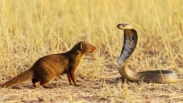 नेवला