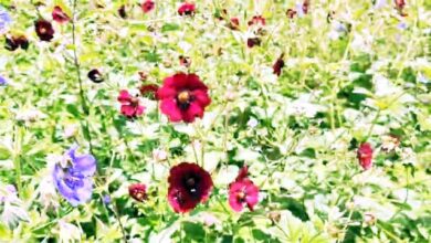 शीतकाल के लिए