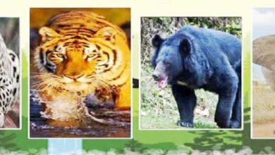 वन्यजीव