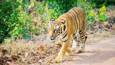 रिखणीखाल